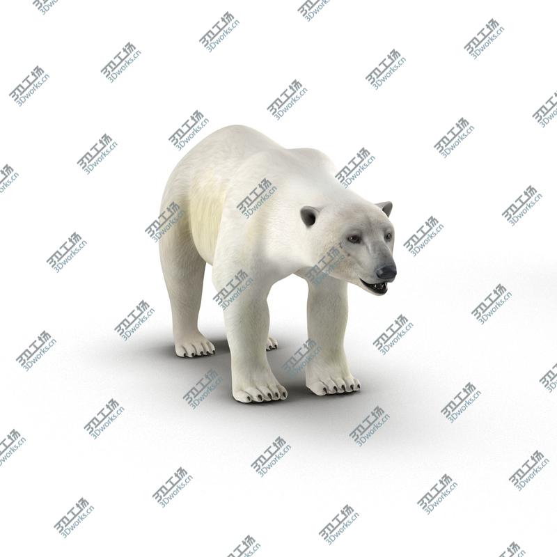 images/goods_img/202105071/Polar Bear/3.jpg